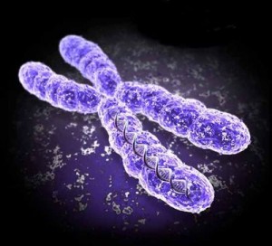 how many chromosomes in acell